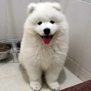 ❤️ Hund, Samojede, weißer Hund, Haustier, flauschiger Hund, Welpe, Tier telegram sticker