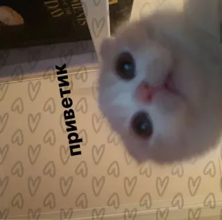 👋 приветик 猫, 子猫, ペット, 動物, 挨拶 telegram sticker