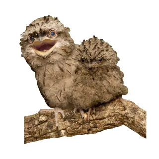 potoo telegram stickers