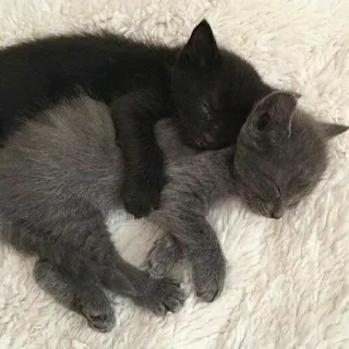 🐈 kittens, katten, slapen, dieren, schattig, huisdieren telegram sticker
