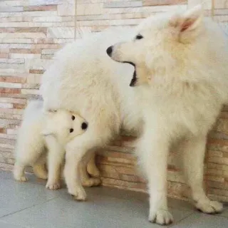 ❤️ Hund, Welpe, Samojede, Tier, süß, Haustier, Säugetier telegram sticker