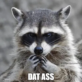 😗 DAT ASS mapache, animal, meme, gracioso, humor whatsapp sticker