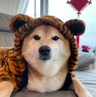 ❤️ dog, shiba inu, tiger costume, animal, pet, cute telegram sticker
