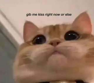 🍬 gib me kiss right now or else cat, kiss, funny, meme, pet, animal, request whatsapp sticker