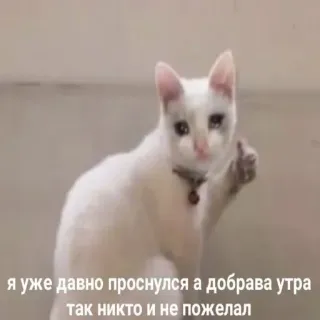 👨‍👩‍👦 sad cat я уже давно проснулся а добрава утра так никто и не пожелал telegram sticker