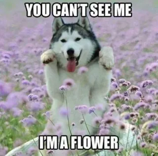 🌻 YOU CAN'T SEE ME I'M A FLOWER telegram sticker