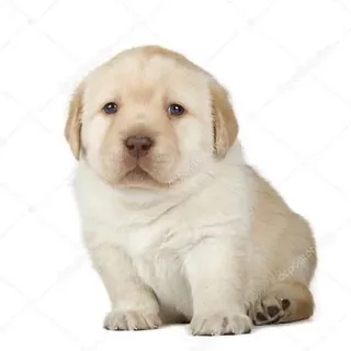 🌹 cucciolo, cane, animale, animale domestico, carino, labrador, labrador giallo telegram sticker