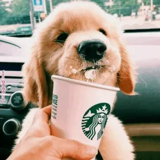 🐾 Hund, Welpe, Golden Retriever, Starbucks, Kaffee, süß, Haustier whatsapp sticker
