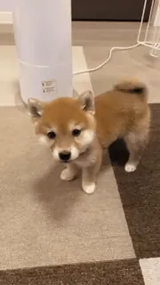 😕 pies, Shiba Inu, szczeniak, słodki, zwierzę, zwierzak telegram sticker