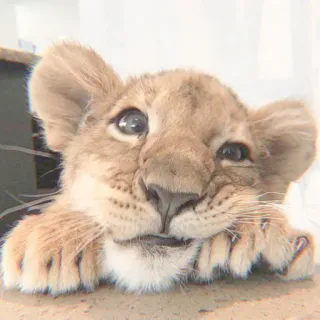 🦁 filhote de leão, animal, fofo, vida selvagem, leão, filhote, bebê leão telegram sticker