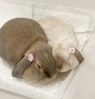 🌟 bunny, rabbit, cute, animal, sleeping, flower, domestic whatsapp sticker