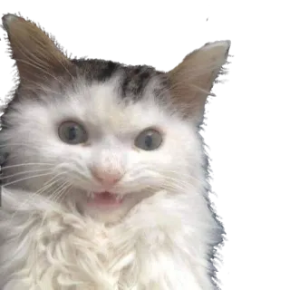 😁 кот, животное, мем, смешной, питомец, злой telegram sticker