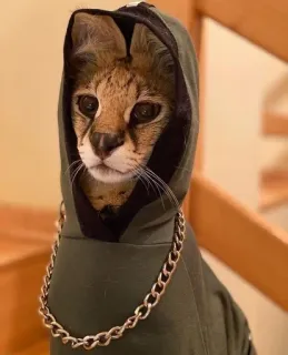 💰 karakal, katze, hoodie, tier, haustier, mode whatsapp sticker