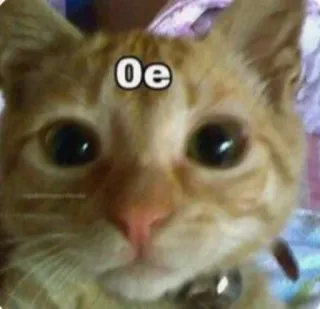 👍 Oe mèo, thú cưng, động vật, meme, hài hước, mèo vàng telegram sticker