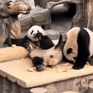 🌟 Panda, Jari tengah, Binatang, Lucu, Kocak, Kebun binatang whatsapp sticker