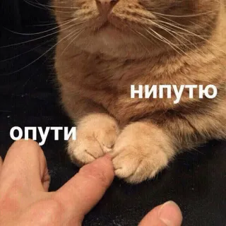 ❤ нипутю опути kat, schattig, meme, grappig, dier telegram sticker