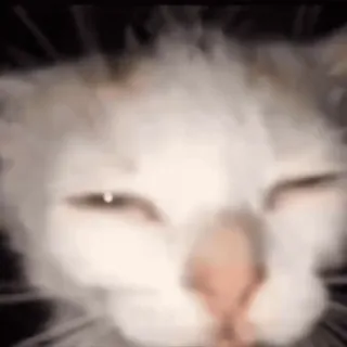 🥹 猫, 动物, 表情包, 宠物, 搞笑, 可爱 whatsapp sticker