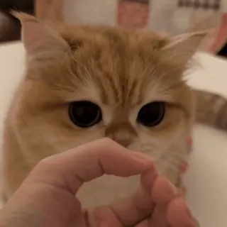 🫶 cat, kitten, funny cat, cute, pet, hand gesture, pinch, meme telegram sticker
