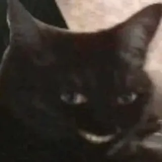 😨 Katze, schwarze Katze, Tier, Haustier, Katzenartig telegram sticker