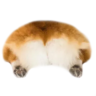 💚 perro, corgi, trasero, animal whatsapp sticker
