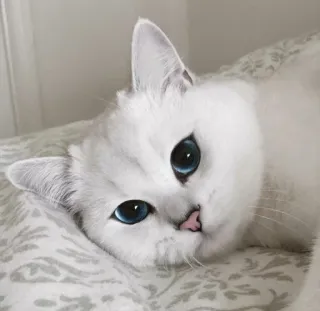 😿 Katze, weiße Katze, blaue Augen, Haustier, Haustier, Katzenartig, Tier telegram sticker