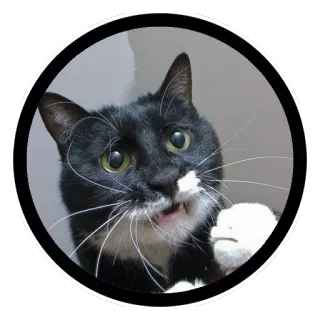 😩 gato, gato tuxedo, animal, animal de estimação, fofo, engraçado telegram sticker