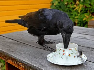 ⚫️ gagak, burung, kopi, teh, cangkir, binatang telegram sticker