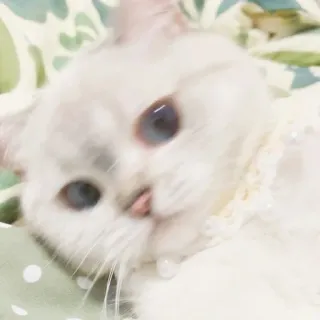 🐱 cat, white cat, animal, pet, cute, domestic cat, collar whatsapp sticker
