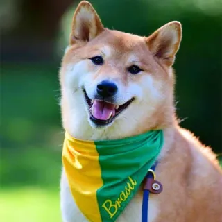 🇧🇷 Brasil Hund, Shiba Inu, Brasilien, Brasilien, Bandana, niedlich, Haustier, Tier telegram sticker