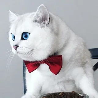 😏 gato, animal de estimação, animal, gravata borboleta, gato branco, olhos azuis, gato doméstico telegram sticker