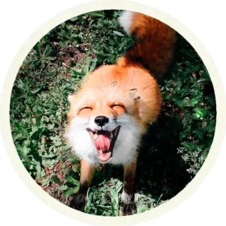 🦊 Лисы @lennysticker telegram stickers
