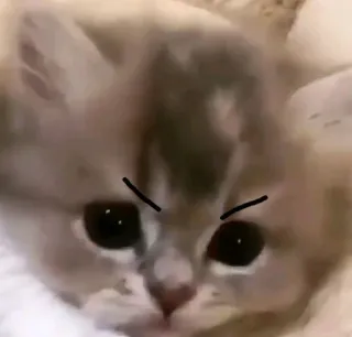 🤍 gato, gatinho, bravo, meme, animal de estimação, animal telegram sticker