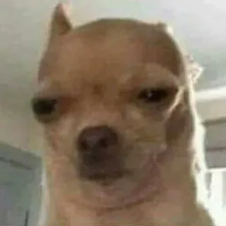 😐 hond, chihuahua, meme, grappig, geïrriteerd telegram sticker