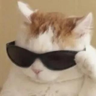 🤍 gato, óculos de sol, legal, animal, animal de estimação, fofo, engraçado telegram sticker