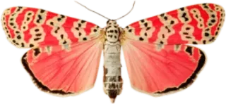 🎀 vlinder, mot, insect, rood, roze, zwart telegram sticker