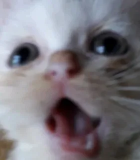 🙀 cat, kitten, scream, shocked, animal, cute, funny telegram sticker