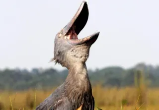 😵 pássaro, bico-de-sapato, animal, vida selvagem, natureza telegram sticker