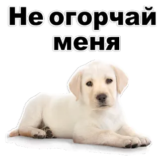 😃 Не огорчай меня 개, 강아지, 귀여운, 누워있는, 흰색, 동물 telegram sticker