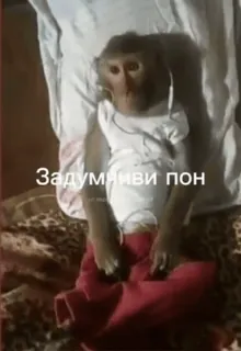 ❤️ Задумливи рол ลิง, สัตว์, ครุ่นคิด, ตลก telegram sticker