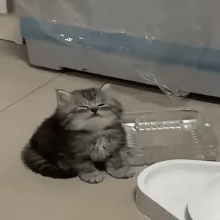 🐈 кот, котенок, животное, домашняя кошка, домашний питомец, кошачий, серый кот whatsapp sticker