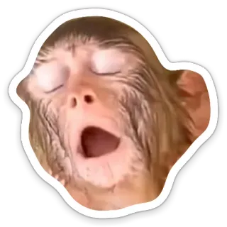 🥱 scimmia, meme, animale, primate, scioccato, sorpreso telegram sticker