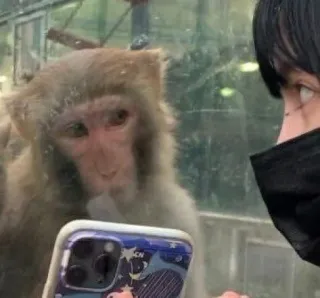 🙈 monkey, selfie, animal, zoo, person, phone telegram sticker