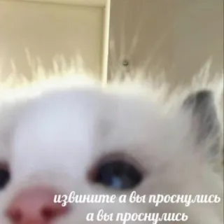 🐱 извините а вы проснулись а вы проснулись chat, mème, woke, russe, mignon telegram sticker