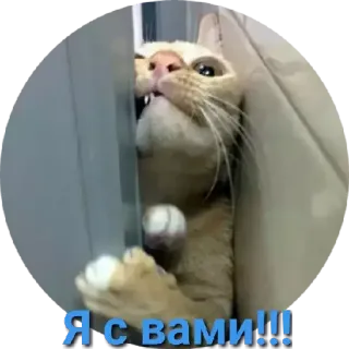 😄 Я с вами!!! gatto, divertente, meme, animali, animale domestico telegram sticker