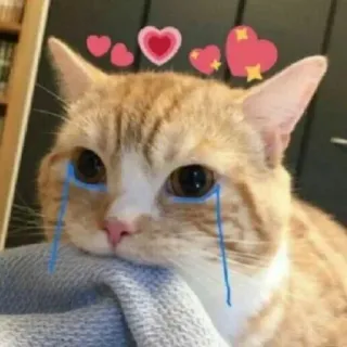 🌟 gatto, triste, piangendo, cuori, carino, animale, adesivo telegram sticker