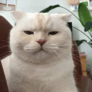 🐈 แมว, แมวขาว, สัตว์เลี้ยง, สัตว์, สัตว์เลี้ยง, น่ารัก, ตลก telegram sticker