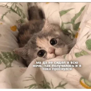 😇 ма да не сидел я всю ночь, так получилось и я тока проснулся ลูกแมว, แมว, น่ารัก, สัตว์, สัตว์เลี้ยง telegram sticker