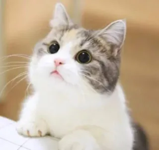 😺 gato, fofo, animal, doméstico, gatinho, animal de estimação whatsapp sticker