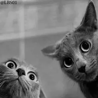 😱 @LBS01 gato, animais de estimação, animais, engraçado, fofo telegram sticker