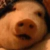 🐷